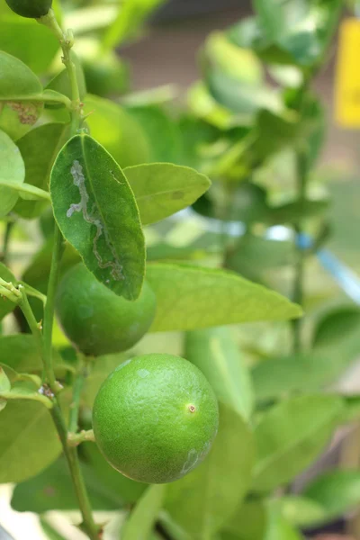 Зеленый лимон на дереве — стоковое фото