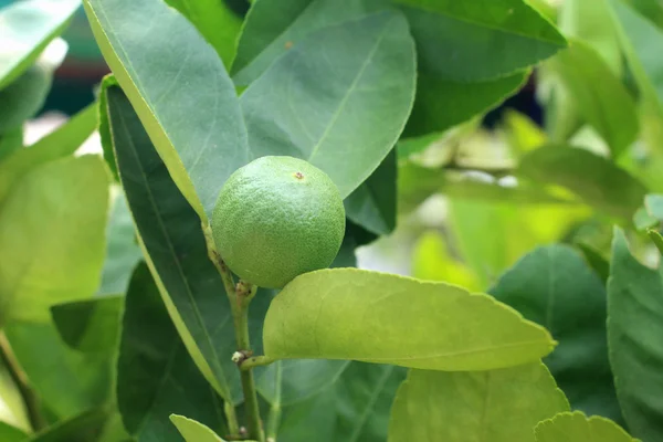 Groene citroen op de boom — Stockfoto