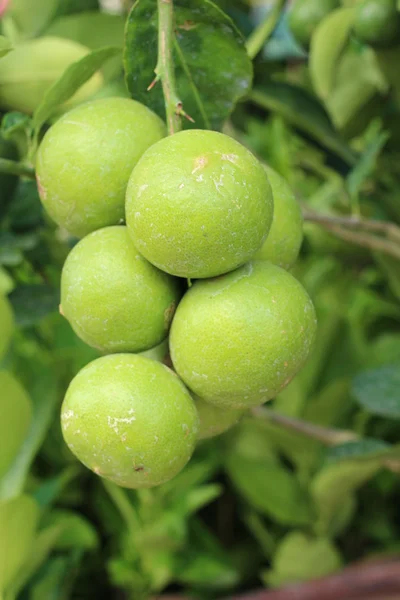 Citron vert sur l'arbre — Photo