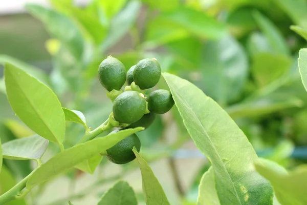 Groene citroen op de boom — Stockfoto