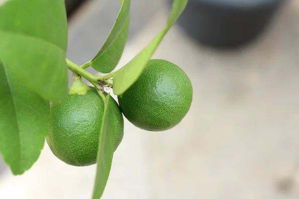 Groene citroen op de boom — Stockfoto