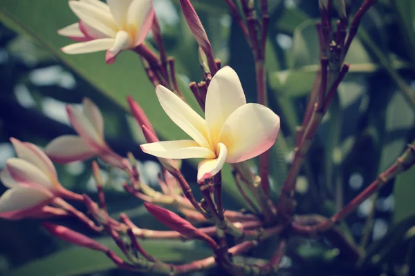 Ağaç üzerinde beyaz frangipani çiçek — Stok fotoğraf