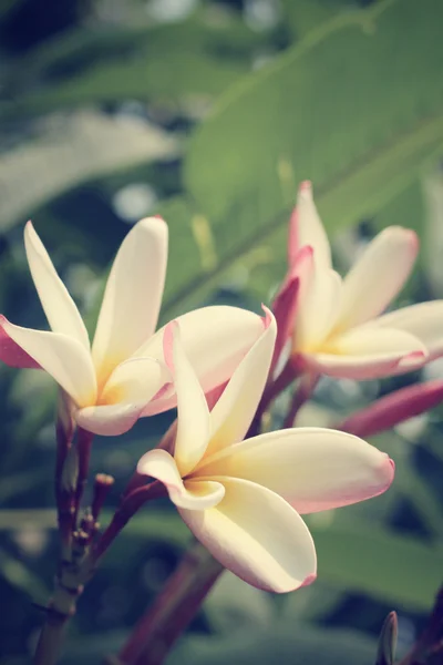 Vit frangipani blomma på träd — Stockfoto