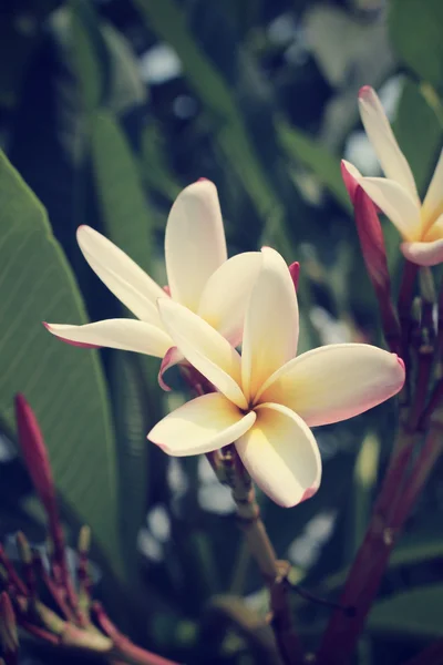 White frangipani flower on tree — Stock Photo, Image