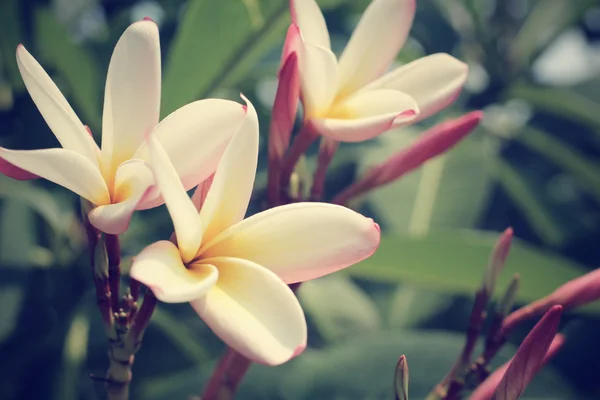 Fleur frangipani blanche sur l'arbre — Photo