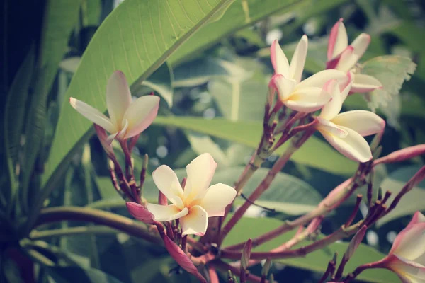 Vit frangipani blomma på träd — Stockfoto