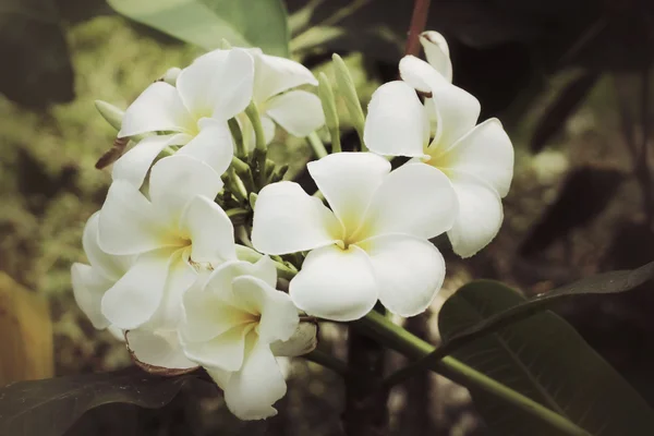 Flor de frangipani branco na árvore — Fotografia de Stock