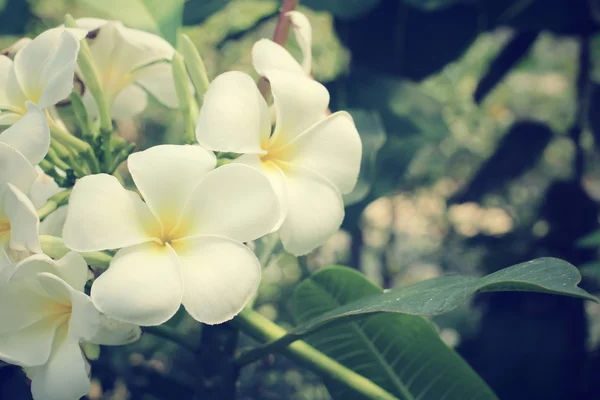 Ağaç üzerinde beyaz frangipani çiçek — Stok fotoğraf