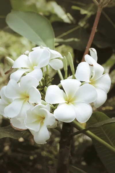 Witte frangipani bloem op boom — Stockfoto