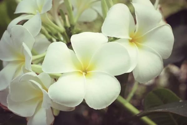 Flor de frangipani branco na árvore — Fotografia de Stock