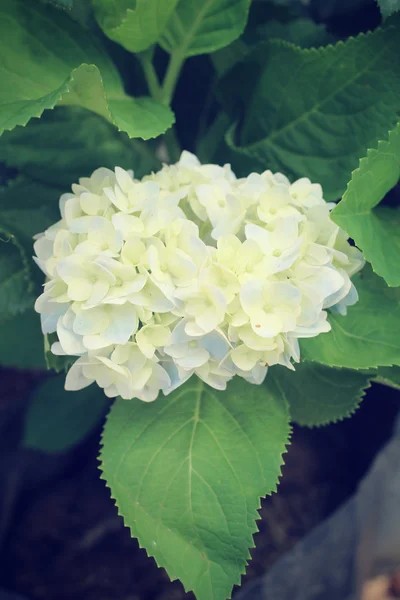 Hortensior blommor — Stockfoto
