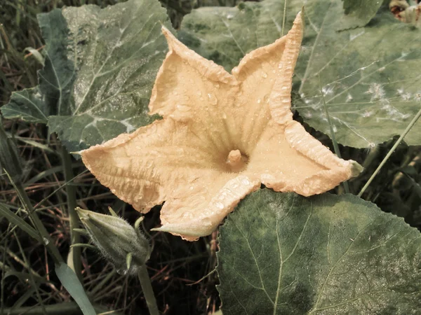 Yellow pumpkin flowers — Stock Photo, Image