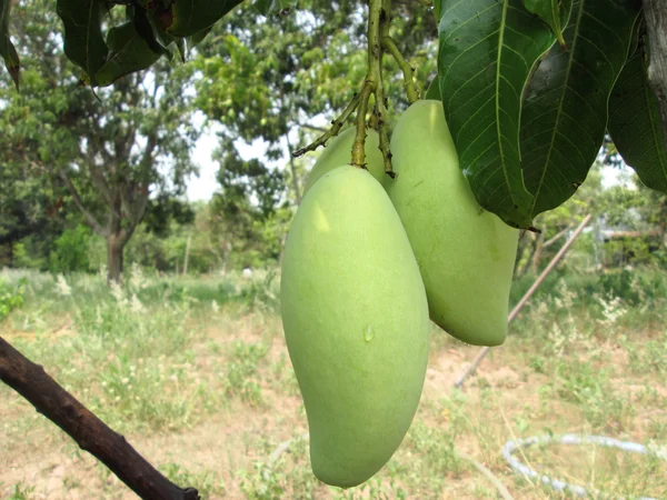 Mango op boom — Stockfoto