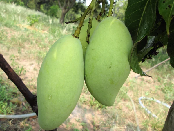 Mango på träd — Stockfoto