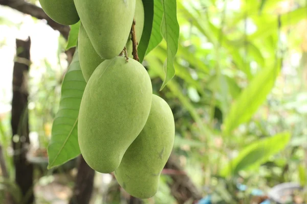 Mango på träd — Stockfoto