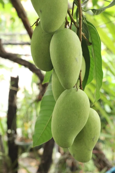 Mangga di pohon — Stok Foto