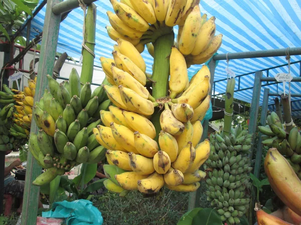 바나나의 무리 — 스톡 사진