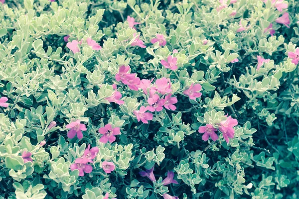 빈티지 핑크 꽃 — 스톡 사진
