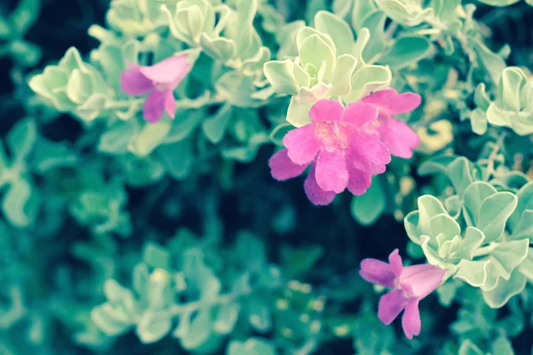 Винтажные розовые цветы — стоковое фото