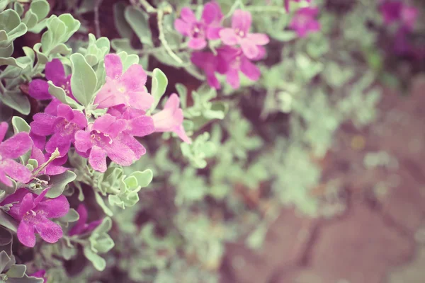 Vintage rosa blommor — Stockfoto