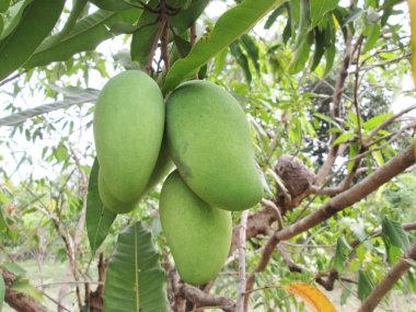 Mango ağacı üzerinde