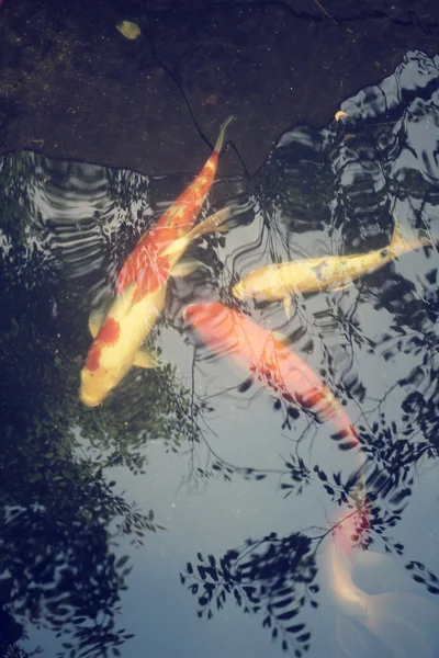鲤鱼在池塘里与影像树 — 图库照片