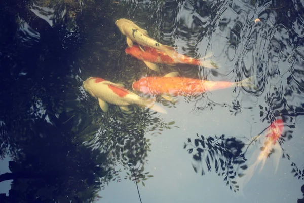 Carpa na lagoa com árvore sombra — Fotografia de Stock