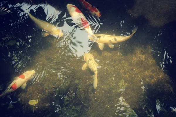 Carpa na lagoa com árvore sombra — Fotografia de Stock