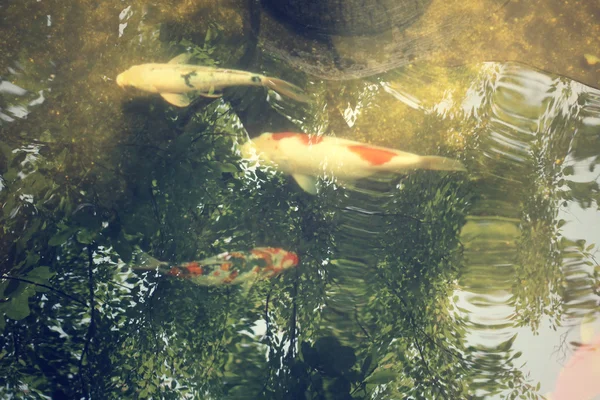 Carp in the pond with shadow tree — Stock Photo, Image