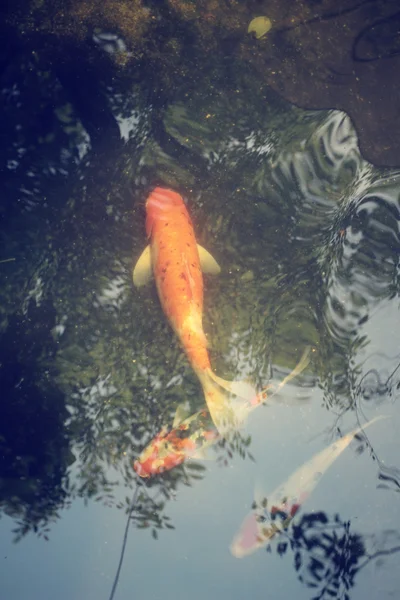 CARP in de vijver met schaduw boom — Stockfoto