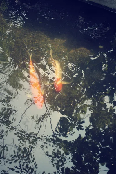 Carpa na lagoa com árvore sombra — Fotografia de Stock