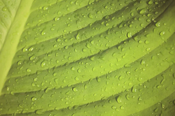 バナナの葉の水低下 — ストック写真