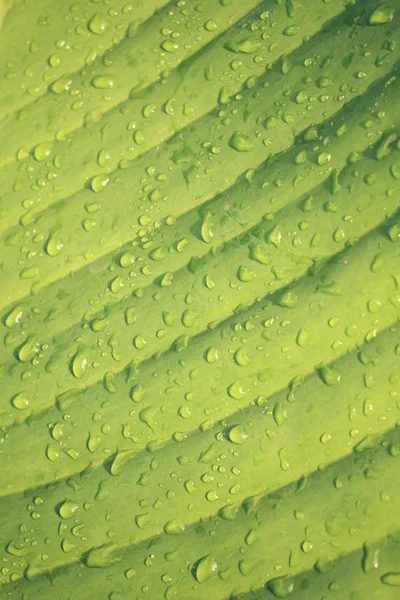 Vattendroppe på bananblad — Stockfoto
