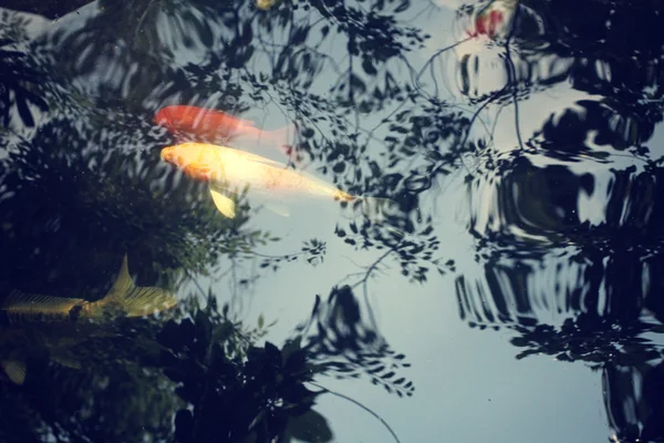 Carp in the pond with shadow tree — Stock Photo, Image