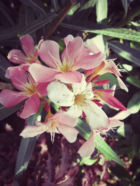 Vintage storczyków kwiaty — Zdjęcie stockowe