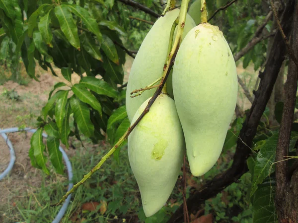 Mango on tree — Stock Photo, Image