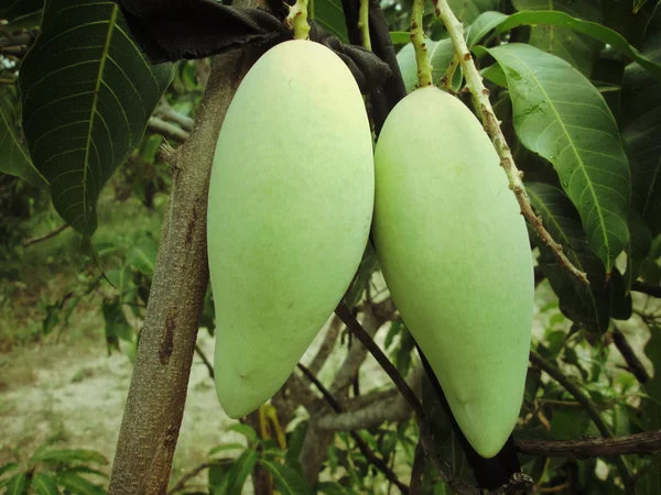 Mango auf Baum — Stockfoto