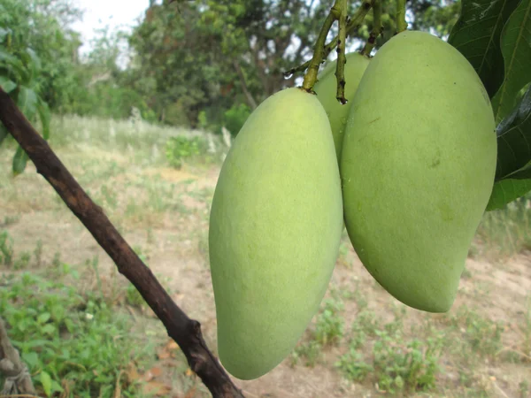 Mango på träd — Stockfoto