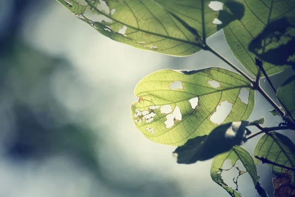 Folhas verdes no outono — Fotografia de Stock