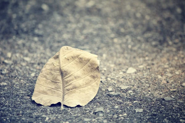 Dried leaves — Stock Photo, Image