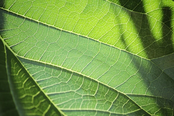 그림자와 나뭇잎 — 스톡 사진