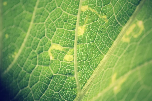 Leaves background — Stock Photo, Image