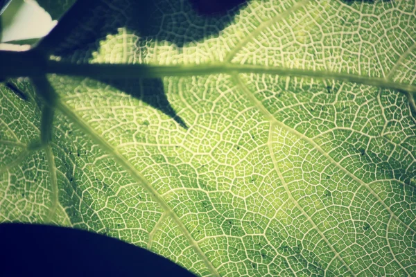 Leaves with shadow — Stock Photo, Image