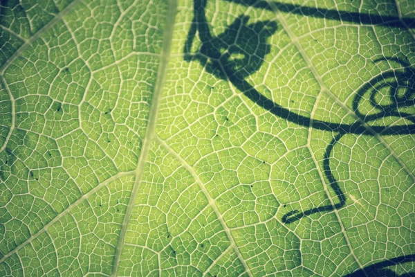 Folhas com sombra — Fotografia de Stock