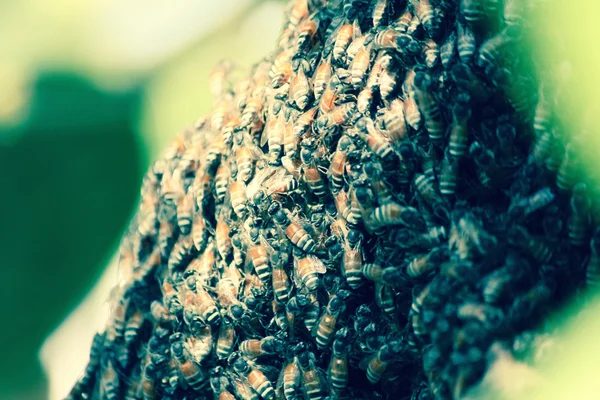 Panal y abejas — Foto de Stock