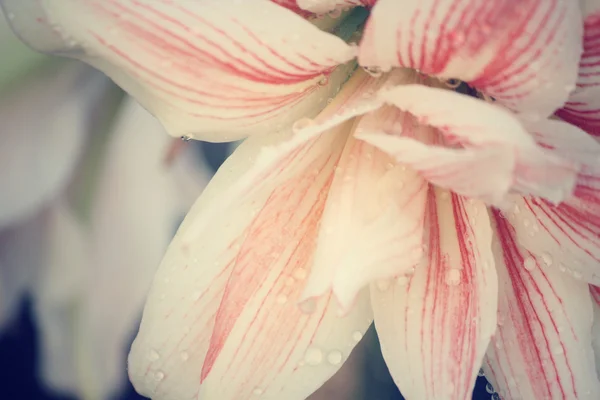 ユリの花. — ストック写真