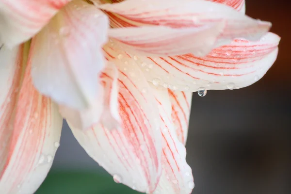 Lily flower. — Stock Photo, Image