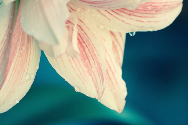 Lilienblüte. — Stockfoto