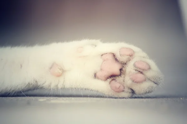 Kedi ayağı. — Stok fotoğraf