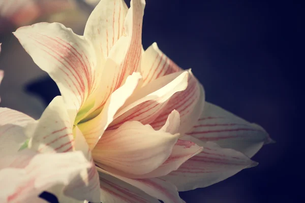 Vintage lily — Stockfoto